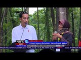 Panen Jagung Bersama Presiden Republik Indonesia, Bapak Jokowi - NET 12