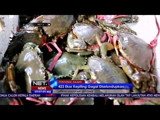 Penyelundupan Kepiting Di Pontianak  NET 5