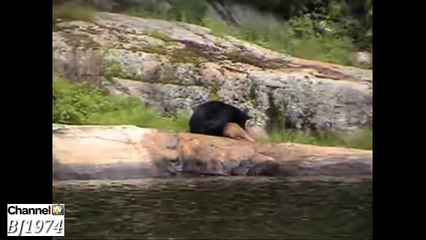 Wild boars prey on a huge snake