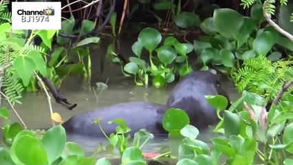 The jaguar attacks the river fox and the black falcon returns after a precious hunt