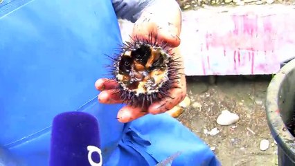 L'interview de Julien Ribeiro, pêcheur d'oursins à Port-Saint-Louis du Rhône.