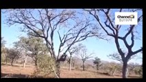 Tigers attack monkeys over trees