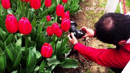 VLOG in Istanbul. Фестиваль ТЮЛЬПАНОВ! tulip Festival LALE Festivali