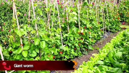 10 Strangest Ever Backyard Findings