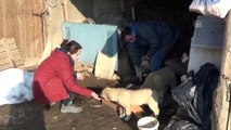 Sokak hayvanlarının gönüllü 'doktor bakıcıları' - HAKKARİ