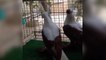 supe fancy pigeons breeding cages & breeding pigeons day ivity (birds viideis)