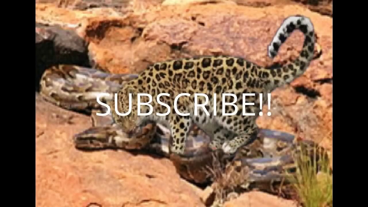 Amazing giant snake devouring crocodile