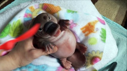 A Silicone Duck-billed Platypus box opening