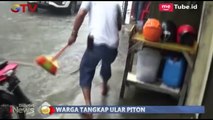 Heboh! Ular Piton 4 Meter Muncul dari Selokan saat Hujan Deras