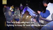 Villagers in Thailand rescue baby elephant from a well