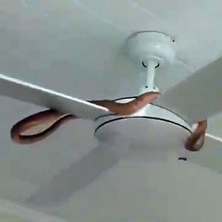 Un serpent se rafraichit sur un ventilo