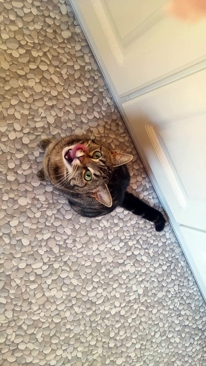 Cat demonstrates irrestistable begging style