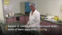 Dozens of monkeys killed amid yellow fever panic in Brazil