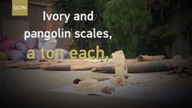 Tons of ivory and pangolin scales seized in Ivory Coast