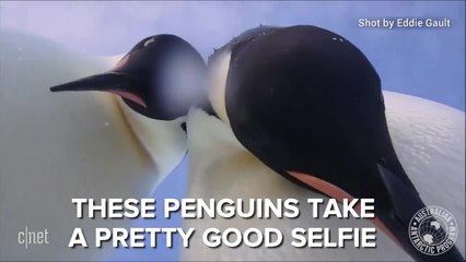 This is what happens when you leave your camera with a penguin