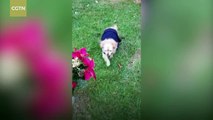 Loyal dog refuses to leave owner's grave