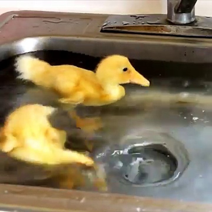 Fanny animal and water in the kitchen