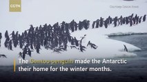 Penguins make the Antarctic their home for winter months