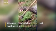 Villagers try to catch a goat-eating python