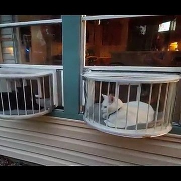 Connaissez-vous les balcons pour chats ???