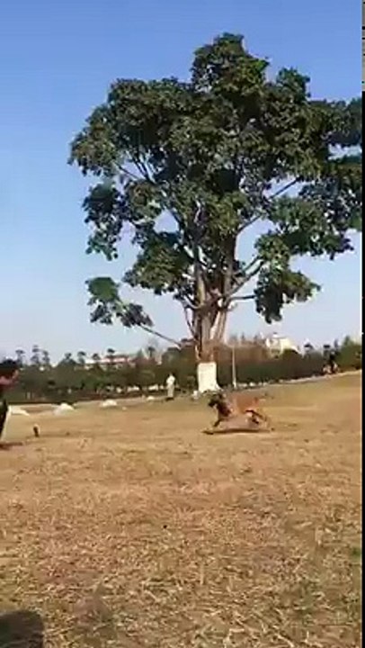 Amazing Dog