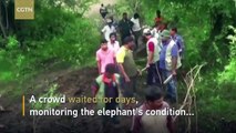 The moment a trapped elephant gets rescued from a well in Sri Lanka