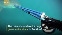 Terrifying encounter with great white shark in South Africa