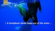 Spectacular clip shows whale breaching right next to snorkelers