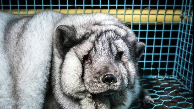 Les Renards-monstres gavés à mort pour leur fourrure