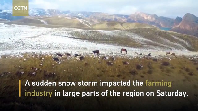 Sudden snowfall impacts crops in China’s Xinjiang Uygur Autonomous Region