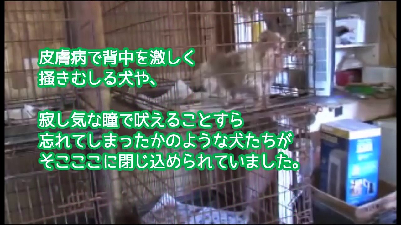 【感動実話】子犬工場から救出されたオス犬が教えてくれた、そこで暮らす犬たちの残酷な実態