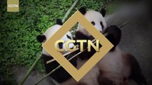 Watch: two pandas share a piece of bamboo in Chengdu