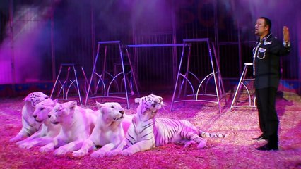 CIRCO HERMANOS GASCA new