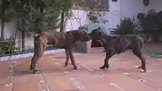 Alano Español - Ancient Spanish Bulldog