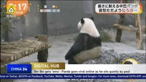 Bei Bei gets ’emo‘: Sitting quietly in hot summer
