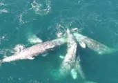 Humpback Joins Grey Whales for Swim Near Monterey Bay