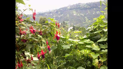 Vakfıkebir Yalıköy