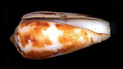 7 ANIMAIS TERRÍVEIS QUE VOCÊ PRECISA CONHECER