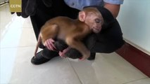 SW China policeman rescues stricken macaque cub