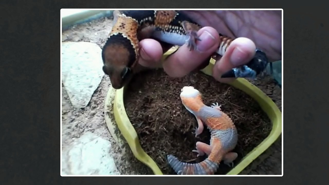 African Fat-Tailed Geckos Vs Leopard Geckos