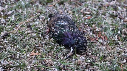 Gendarmerie VS étourneaux