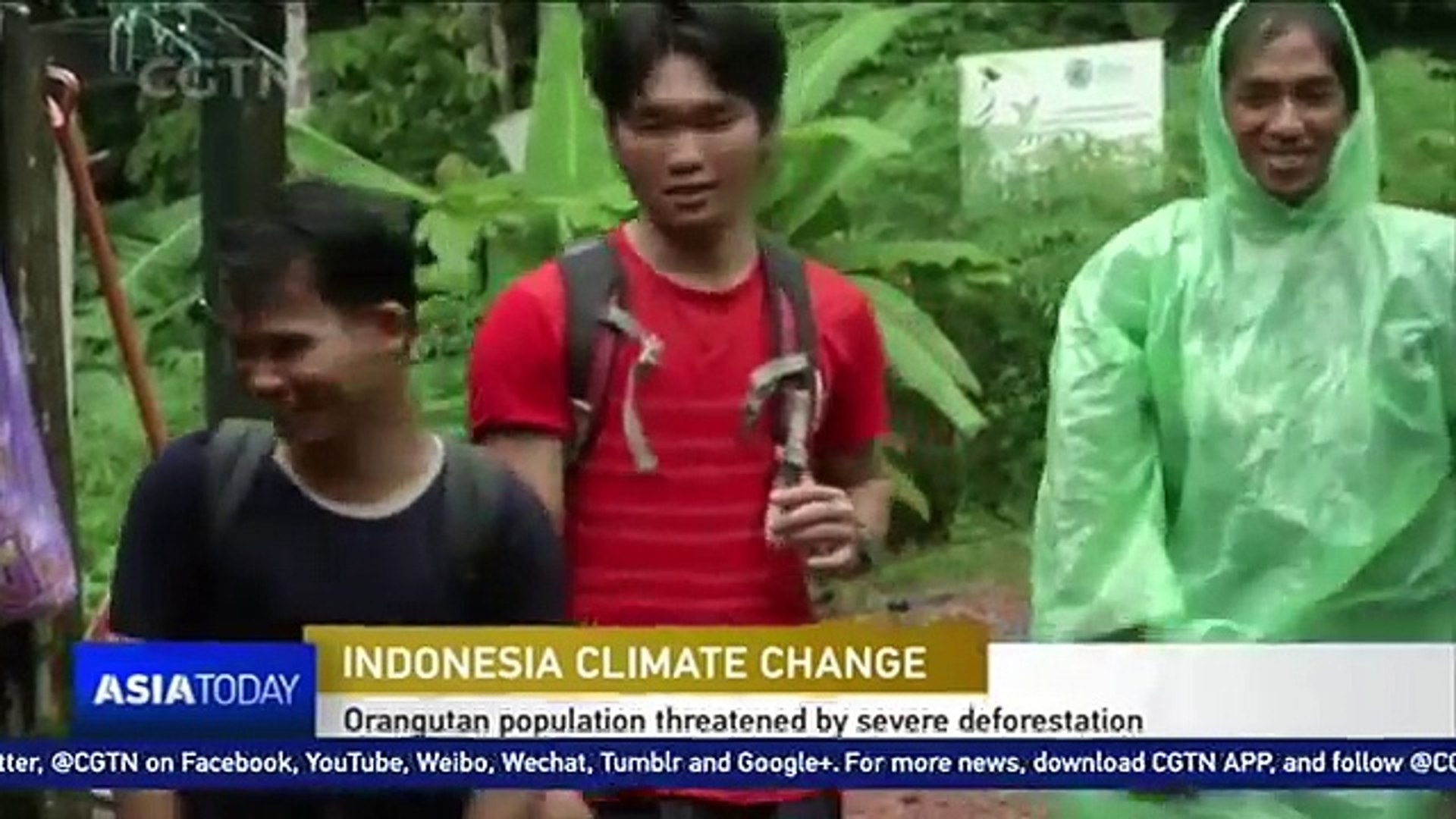 Orangutan in Indonesia threatened by severe deforestation