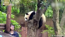 Panda fancies change from bamboo, tries to eat keeper's hair