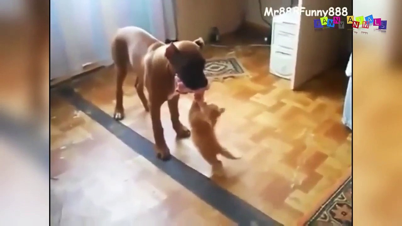 Смешное видео про собак и кошек.