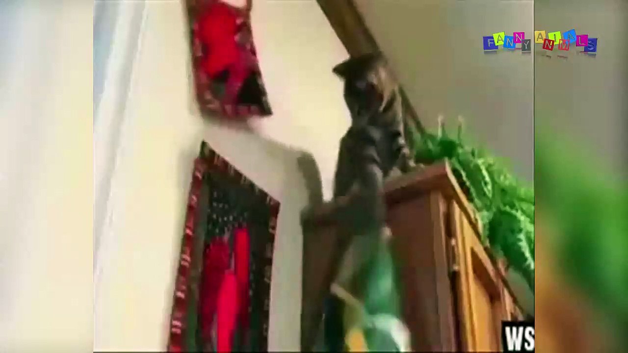 Просто приколы с котанами. Нарезка.