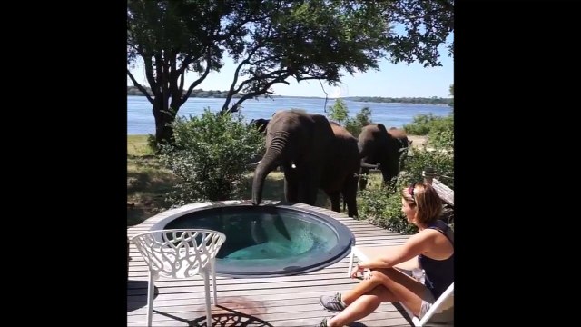 Les éléphants viennent boire dans la piscine de ce lodge au Zimbabwe