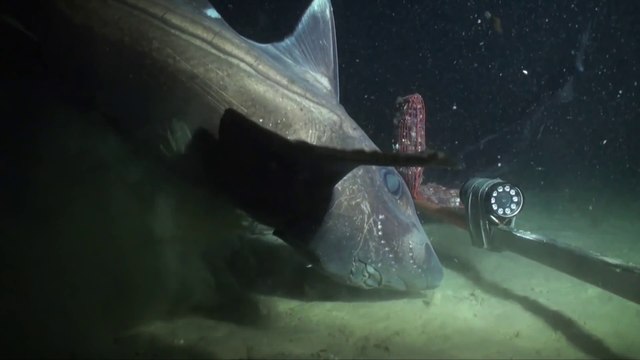 Ils placent une caméra et des appâts au fond de l'océan : ce qu'il filme est magique