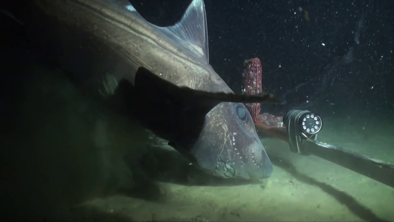 Ils placent une caméra et des appâts au fond de l'océan : ce qu'il filme est magique