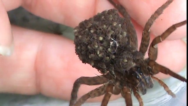 Il nous montre son araignée loup qui porte ses petits sur son dos