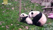 Cute alert！Panda mom loves her cub too much to let her climb a tree